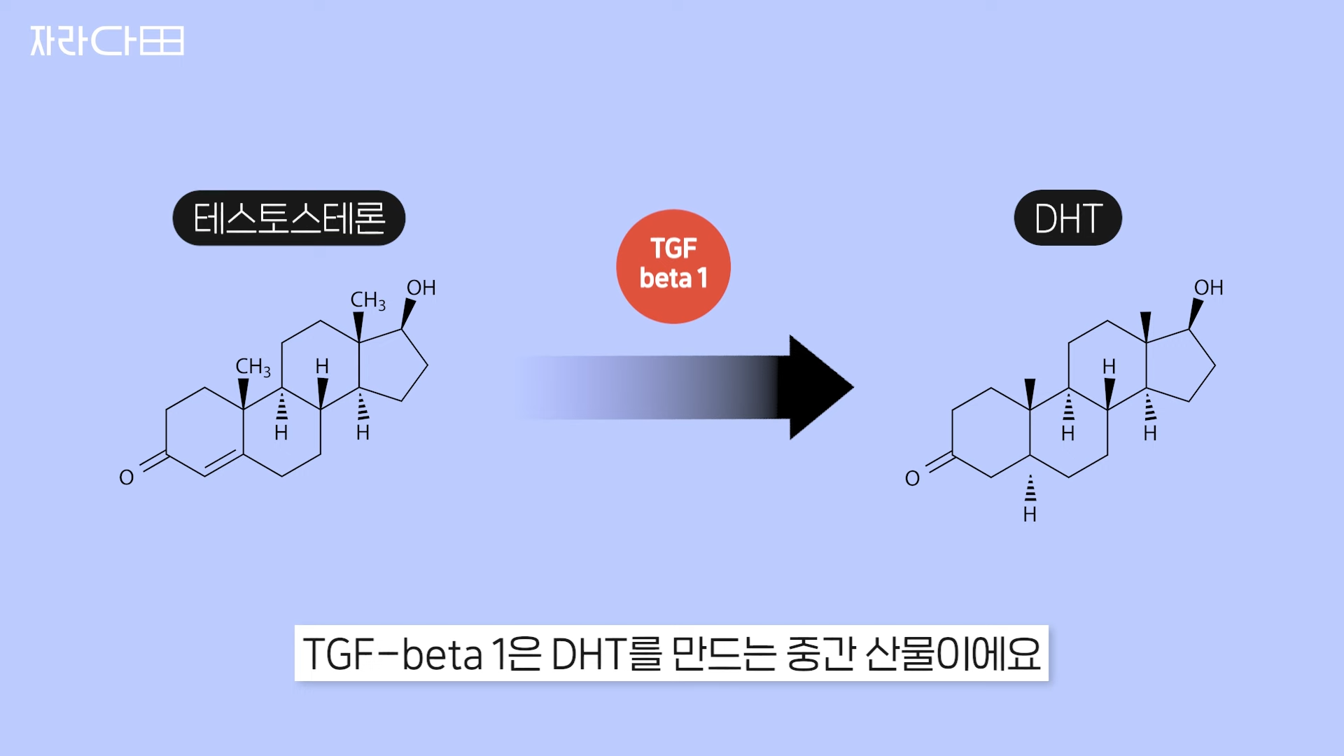 테스토스테론에서 DHT까지