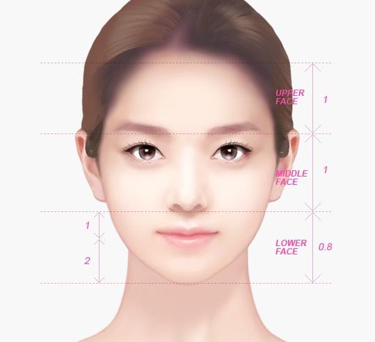 이상적인 정면 얼굴 황금비율